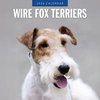 Fox Terrier Ruwhaar Kalender 2026