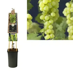 Klimplant Vitis Himrod - Witte Druiven