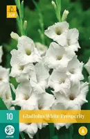 Bloembollen Gladiolus White Prosperity 10st