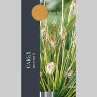 Siergras Carex morrowii Variegata - Geelbonte Zegge 17cm - thumbnail