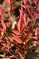 Hemelse bamboe - thumbnail