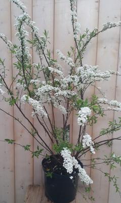 Spierstruik Spiraea wit 60 cm Warentuin Natuurlijk - Warentuin natuurlijk