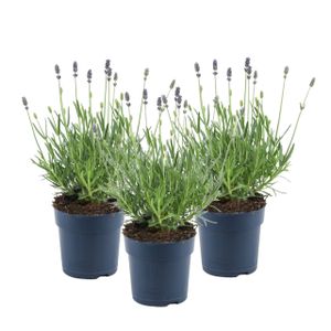 Lavendel Trio - 3 stuks - P12