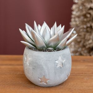Zilveren Echeveria - P6