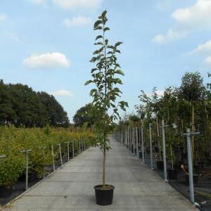 Magnolia struik Loeberni Merrill - 200 - 250 cm - 4 stuks