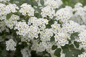 Spierstruik spirea