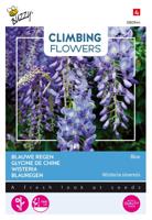 Flowering climbers wisteria blauw - Buzzy