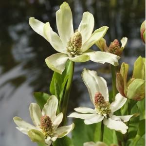 Wateranemoon (Anemopsis Californica) moerasplant - 6 stuks