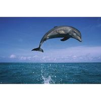 Poster dolfijnen 61 x 91,5 cm - Posters