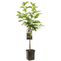Kersenboom Prunus avium Burlat
