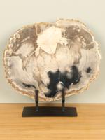Schijf fossiel hout op standaard nr. 29