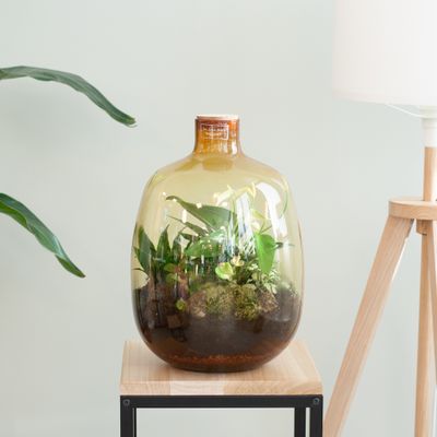 Terrarium Cuenca