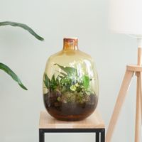 Terrarium Cuenca