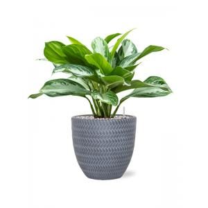 Plant in Pot Aglaonema Silver Bay 55 cm kamerplant in Baq Angle Grey 24 cm bloempot