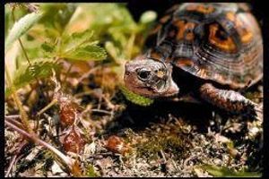 Turtle (zeeschildpad)