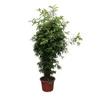 Dracaena Surculosa - 300 cm - ø60 Dracaena Surculosa - 300 cm - ø60