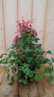 3 stuks! Akelei roze Aquilegia Warentuin Natuurlijk - Warentuin natuurlijk