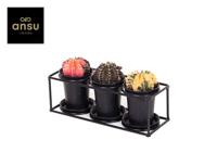 Cactus Trio In Design Frame - Ø25cm - ↕12cm Cactus Trio In Design Frame - Ø25cm - ↕12cm