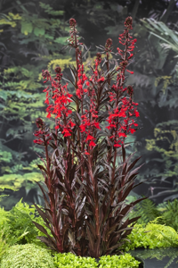 Waterlobelia /Lobelia cardinalis