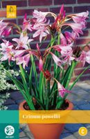 Crinum Powellii 1 bol - Jub Crinum Powellii 1 bol - Jub