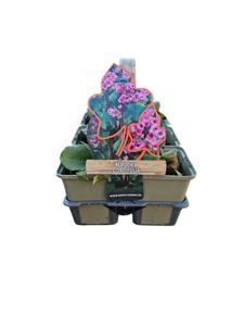 Bergenia cordifolia - schoenlappersplant 6 pack