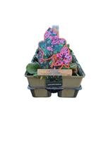 Bergenia cordifolia - schoenlappersplant 6 pack Bergenia cordifolia - schoenlappersplant 6 pack