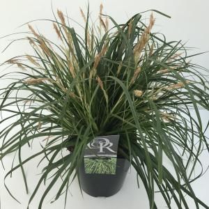 Japanse zegge (Carex "Evergreen") siergras - In 5 liter pot - 1 stuks