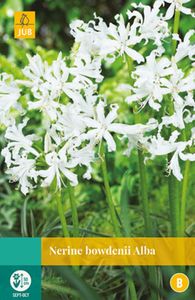 Nerine Bowdenii Alba 1 bol - Jub