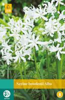 Nerine Bowdenii Alba 1 bol - Jub Nerine Bowdenii Alba 1 bol - Jub