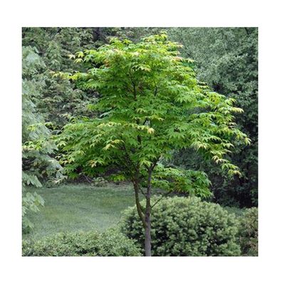 Japanse esdoorn op stam