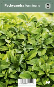 Vips Pachysandra terminalis - schaduwkruid