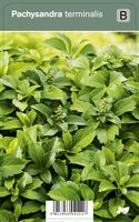 Vips Pachysandra terminalis - schaduwkruid - thumbnail