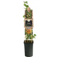Kamperfoelie Lonicera Heckrottii American Beauty 75 cm klimplant - thumbnail