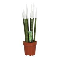 Sansevieria Cylindrica velvet touchz wit P 12 cm Sansevieria Cylindrica velvet touchz wit P 12 cm