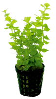 AquaVitaal Lysimachia Nummularia Aurea