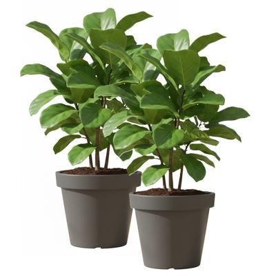 Set van 2x stuks kunststof bloempotten 50 cm donkergrijs