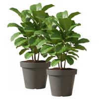 Set van 2x stuks kunststof bloempotten 50 cm donkergrijs