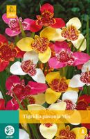 Tigridia Pavonia Mix Bloembol JUB 10 bollen - Jub