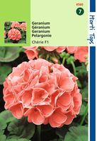 Zaden Pelargonium Geranium Cherie F1 zalmrose Hortitops - Hortitops