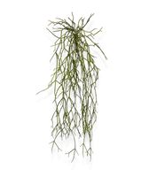 Rhipsalis Micrantha kunsthanger 55cm