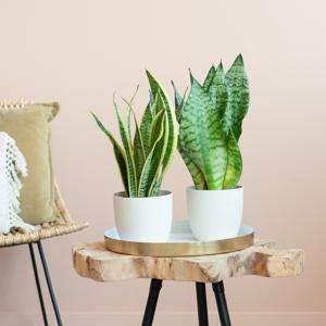 plantje.nl Makkelijke kamerplanten,Kleine planten,Slaapkamer planten,Groene Kamerplanten,Zon Voordeelduos,Luchtzuiverende Woonkamer Sansevieria Duo