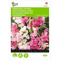 Lathyrus, Sier- of Reukerwt meerjarig