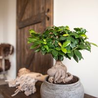 Kamer Bonsai 'Ficus Microcarpa  Ginseng' - thumbnail