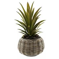 Planten/bloemen mand - Tina - cilinder - rotan - gevlochten riet - D30 x H19 cm - drypot