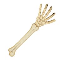 Horror kerkhof botten decoratie skelet arm 46 cm