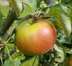 Halfstam dikke Appelboom