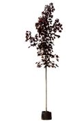 Roodbladige Noorse esdoorn Acer pl. Royal Red h 350 cm st. omtrek 12 cm - Warentuin Natuurlijk