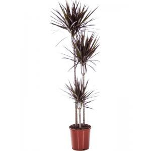 Dracaena Marginata Magenta 160 cm kamerplant