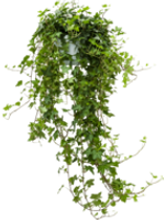 Hedera Helix Pittsburgh hangplant 60 cm (Kamerplant)