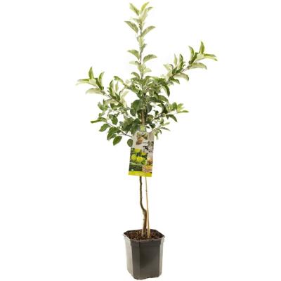 Appelboom Malus d. Golden Delicious